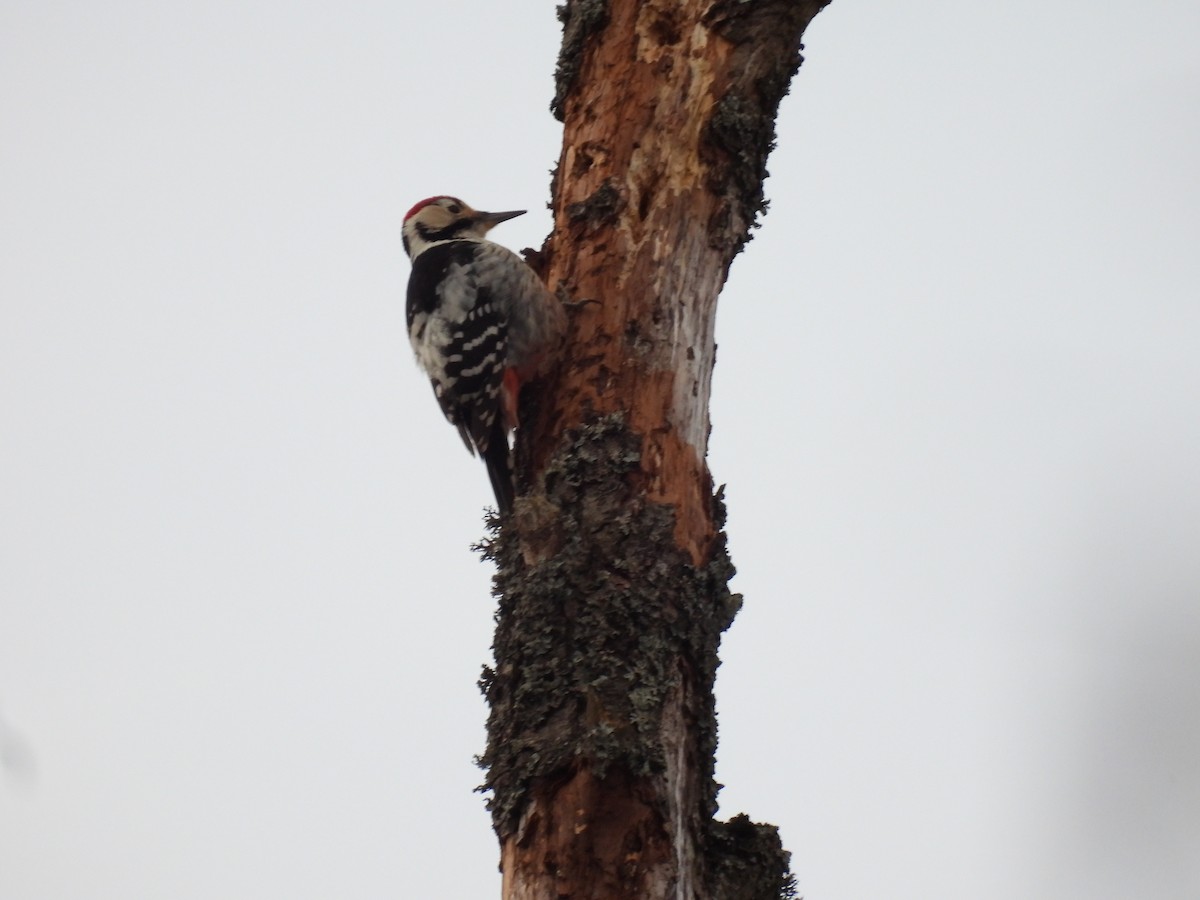White-backed Woodpecker - ML644517396