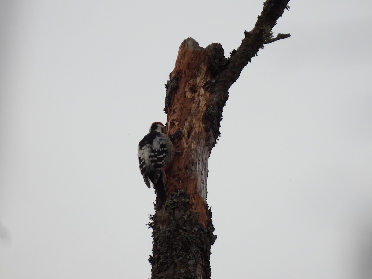 White-backed Woodpecker - ML644517398