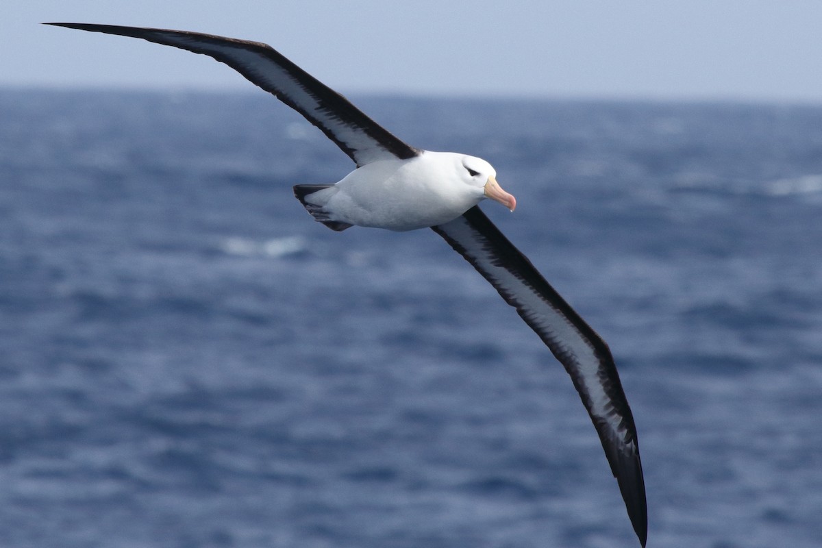 albatros černobrvý (ssp. melanophris) - ML644517403