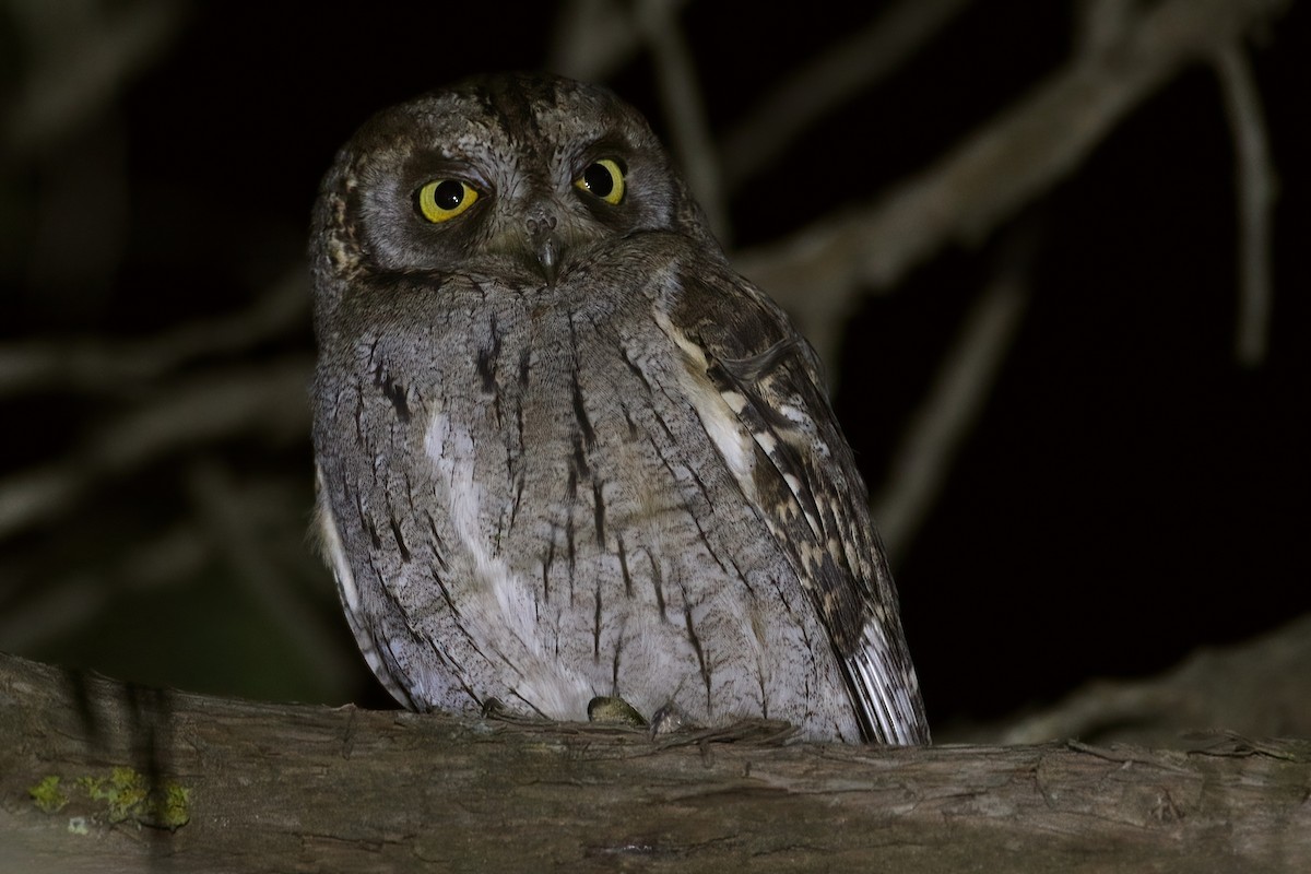 שעיר ערבי - ML644517407