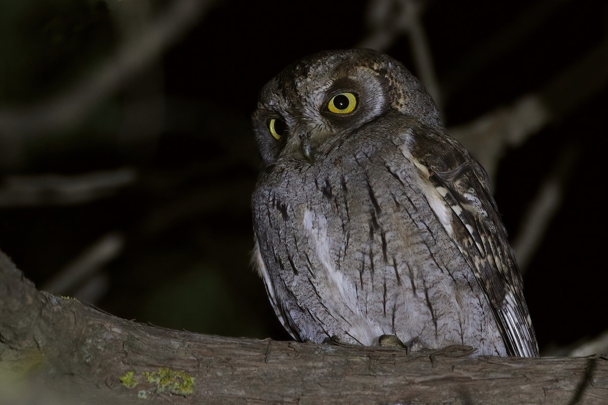 שעיר ערבי - ML644517408