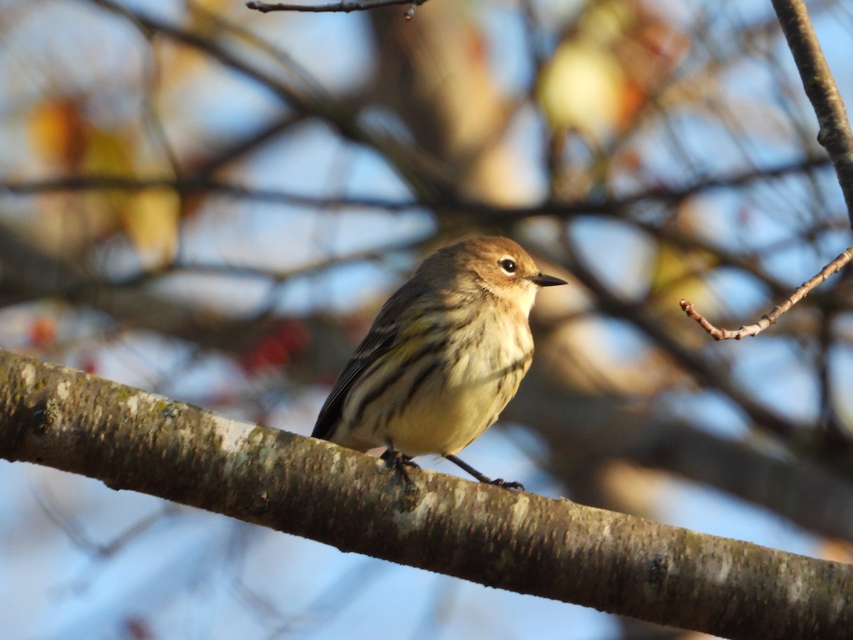 Yellow-rumped Warbler - ML644517409