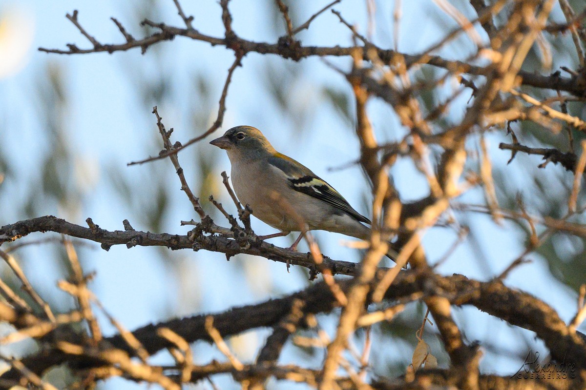 African Chaffinch - ML644517413