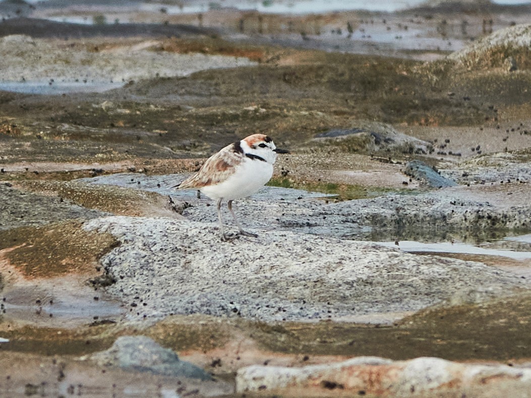 arkipello - ML644517414