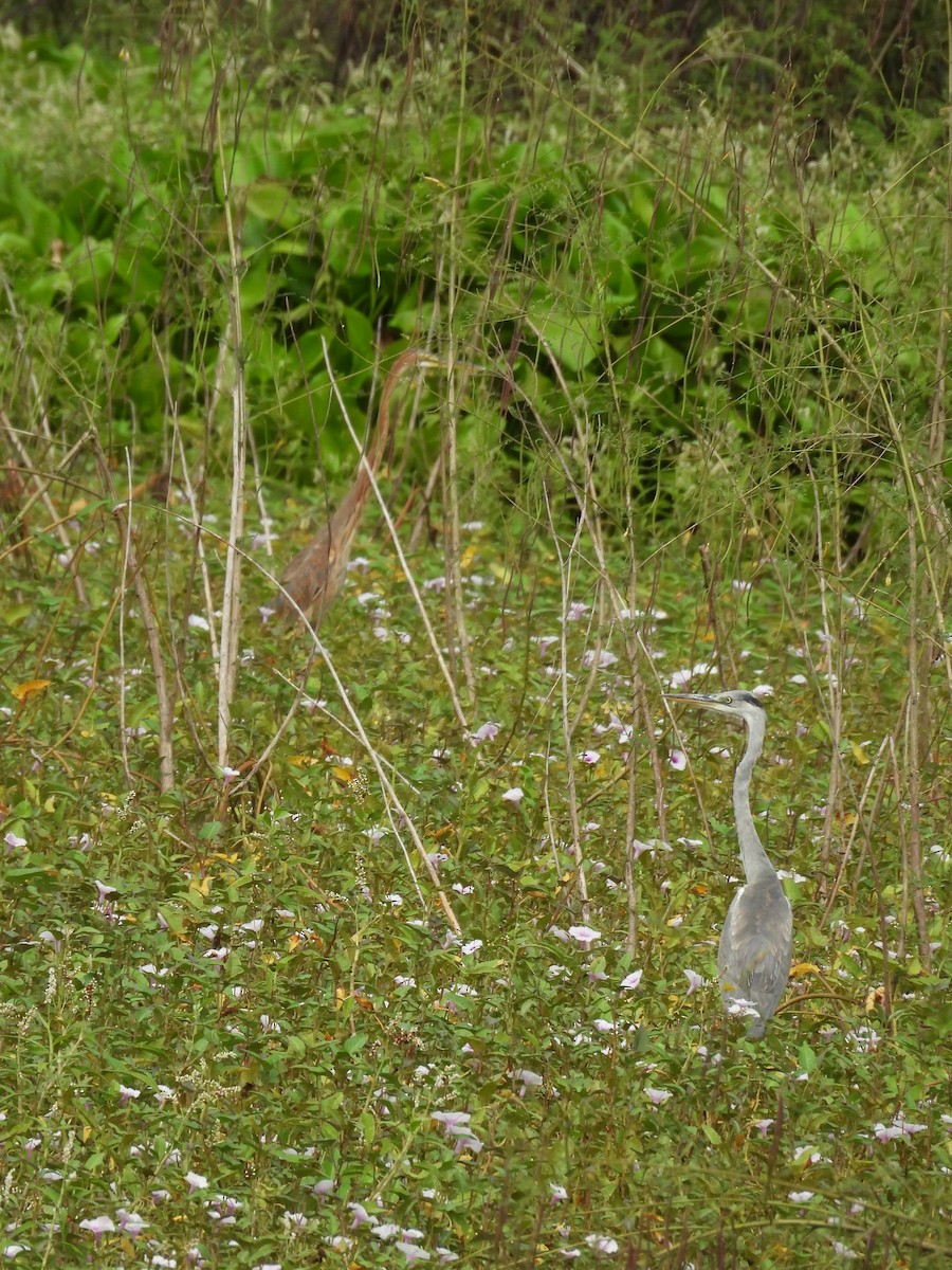 ムラサキサギ - ML644517415