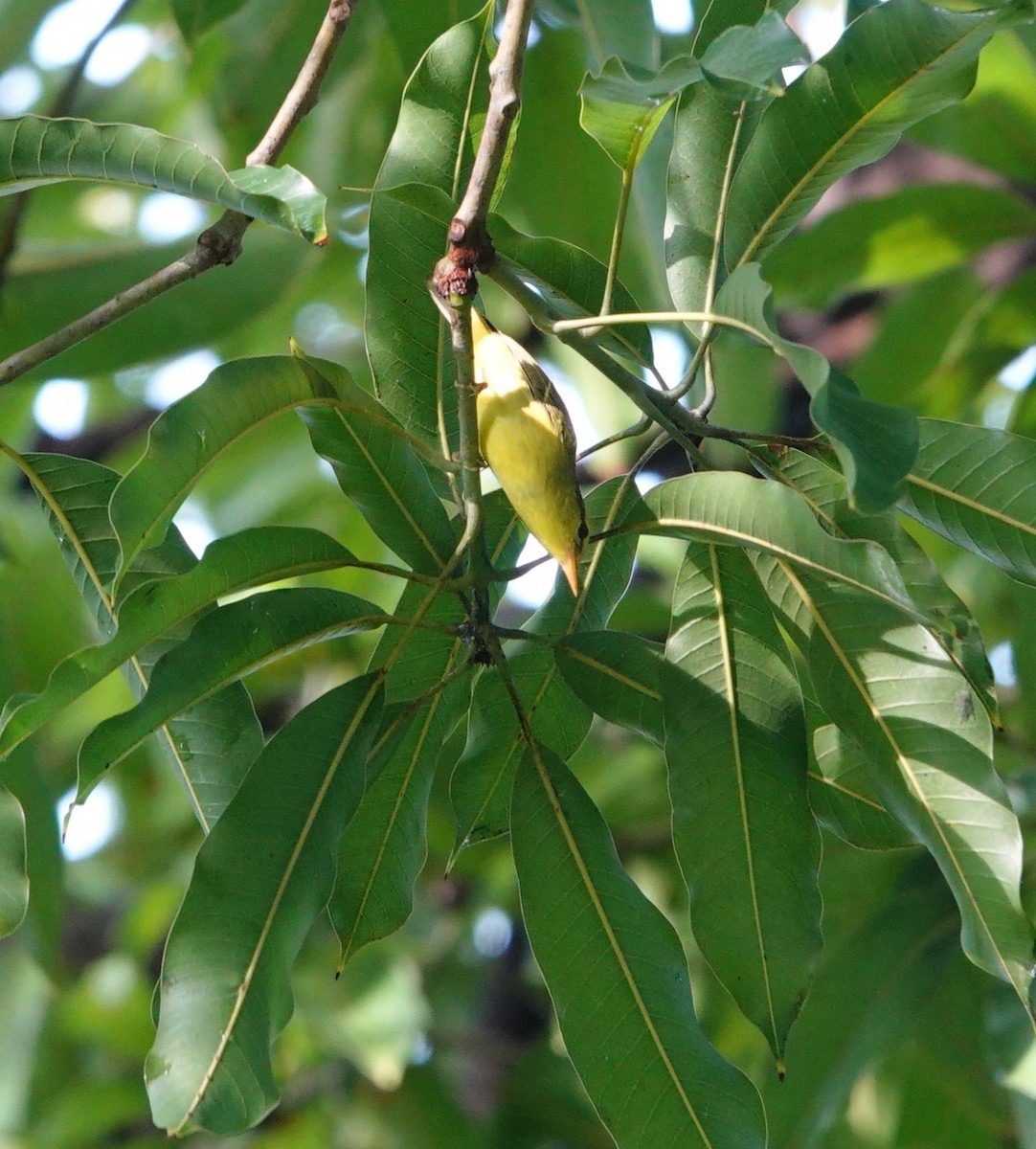 Sulphur-breasted Warbler - ML644517417