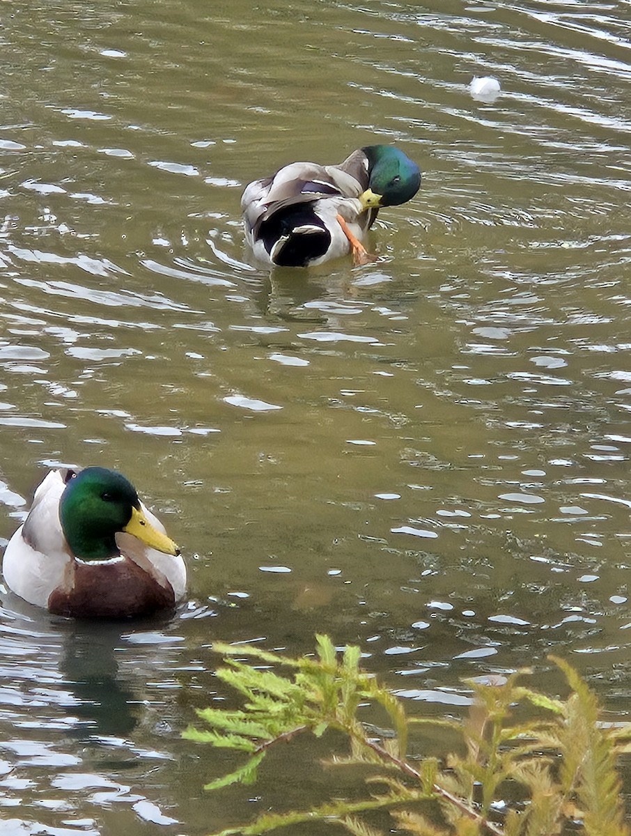 Mallard - ML644517419