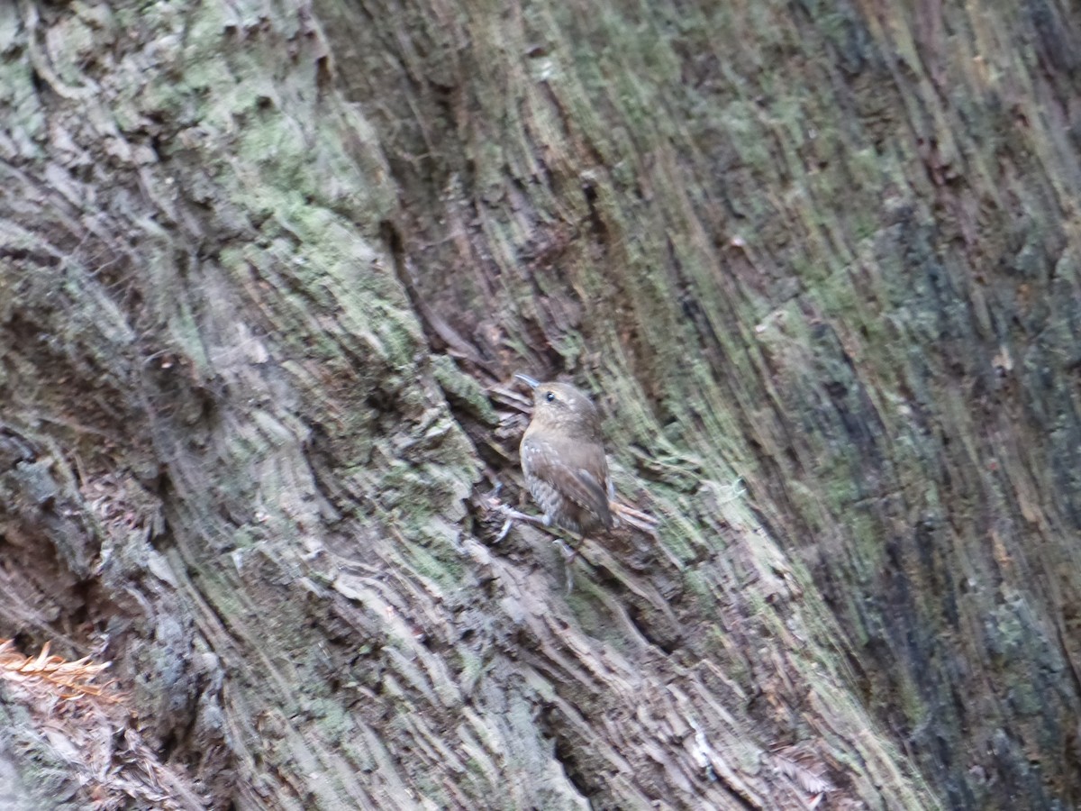 Pacific Wren - ML644517420