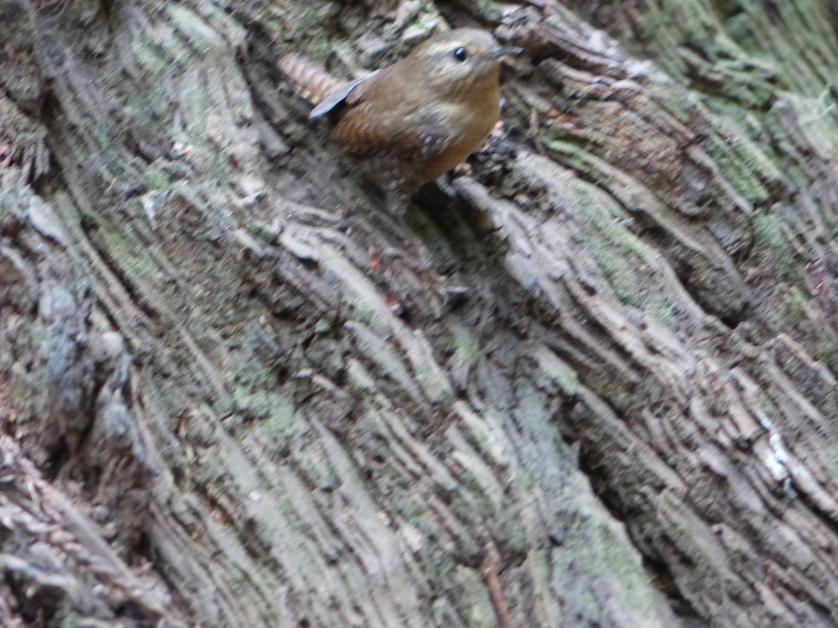 Pacific Wren - ML644517421