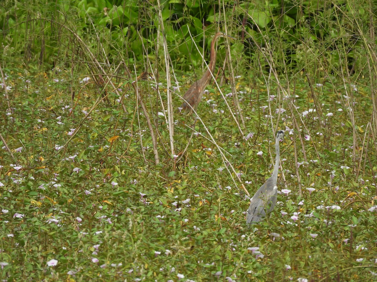 ムラサキサギ - ML644517423