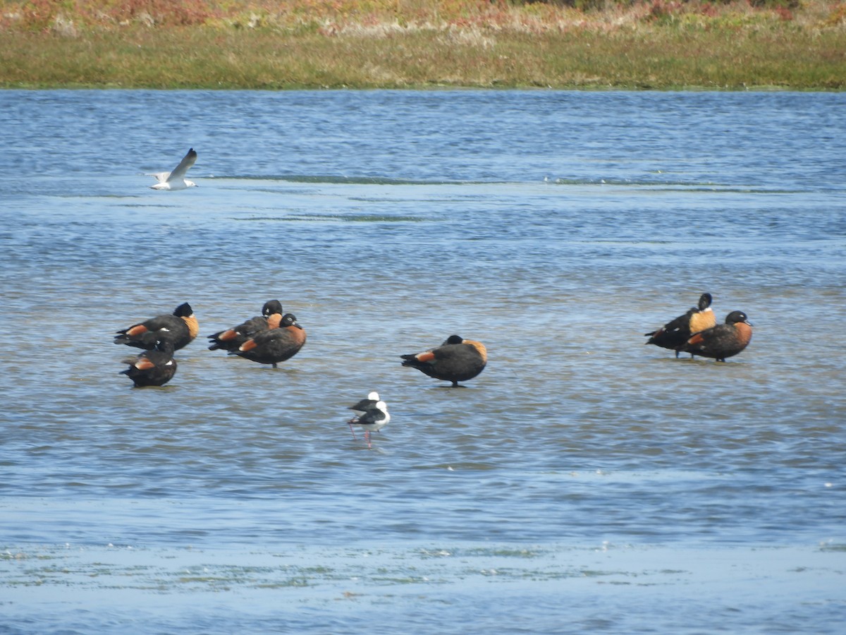 Галагаз австралійський - ML644517424