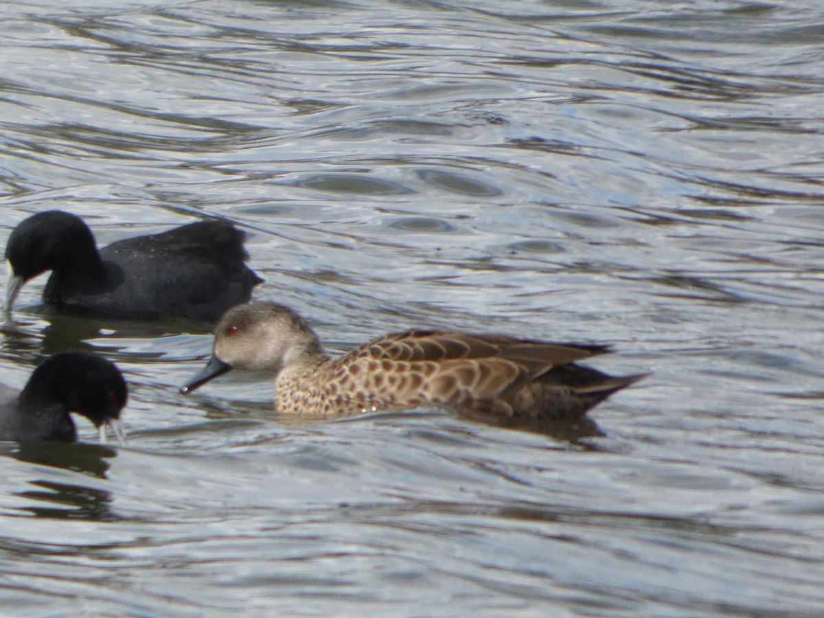 Sarcelle australasienne - ML644517429