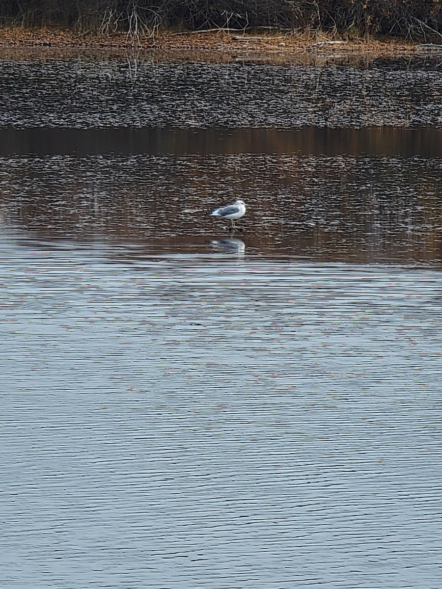 Short-billed Gull - ML644517433