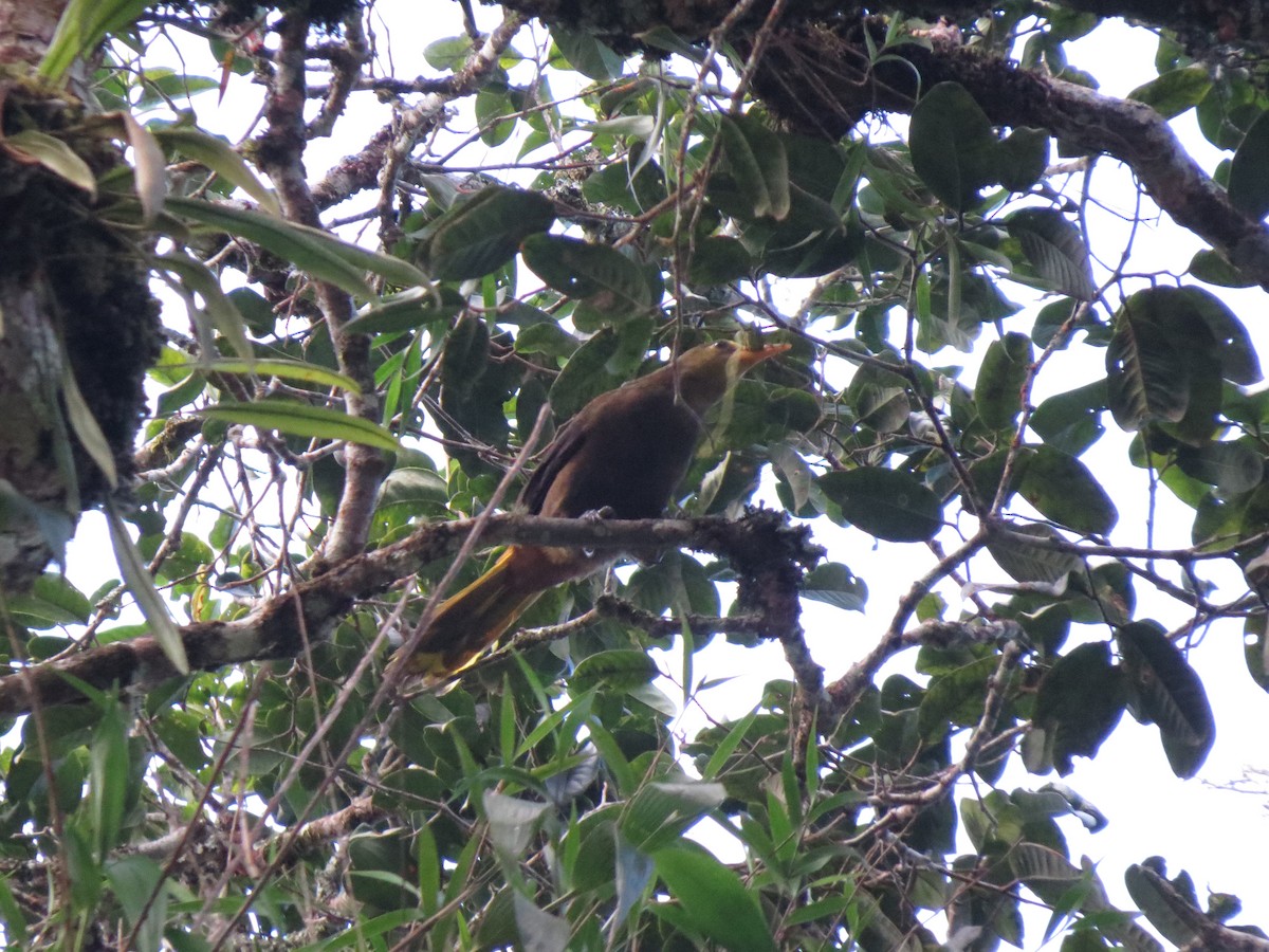 セアカオオツリスドリ - ML644517434