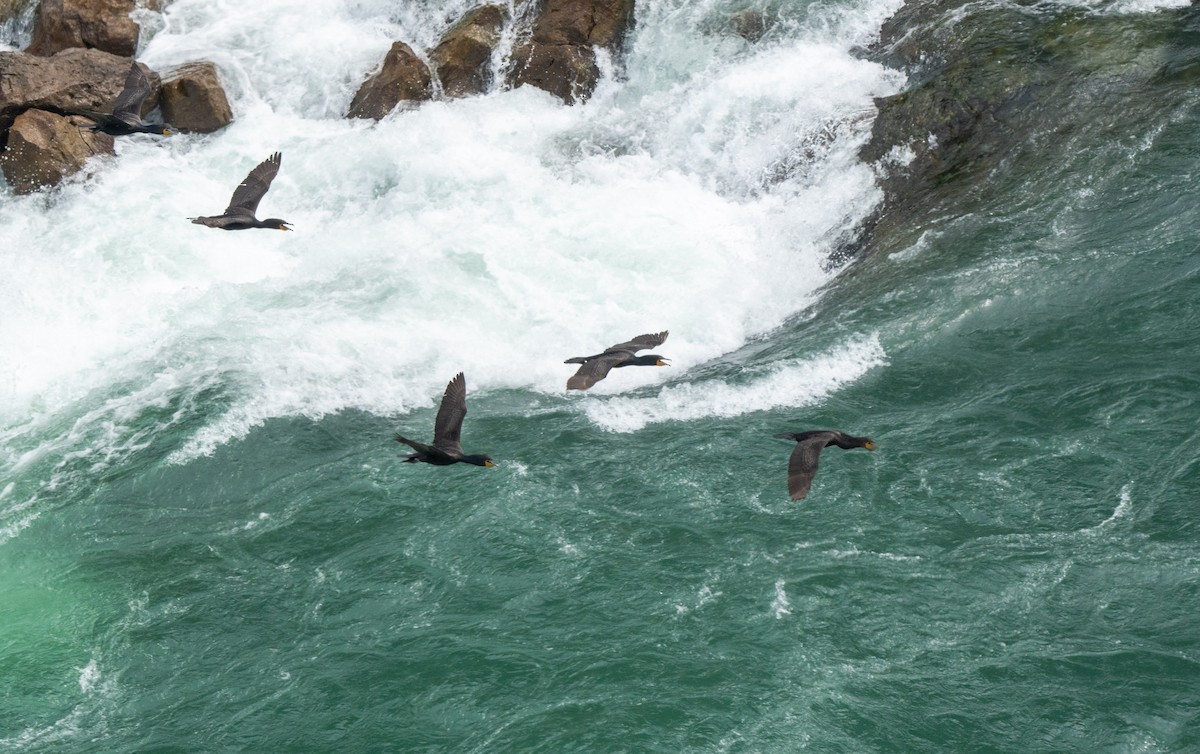 ミミヒメウ - ML644517435