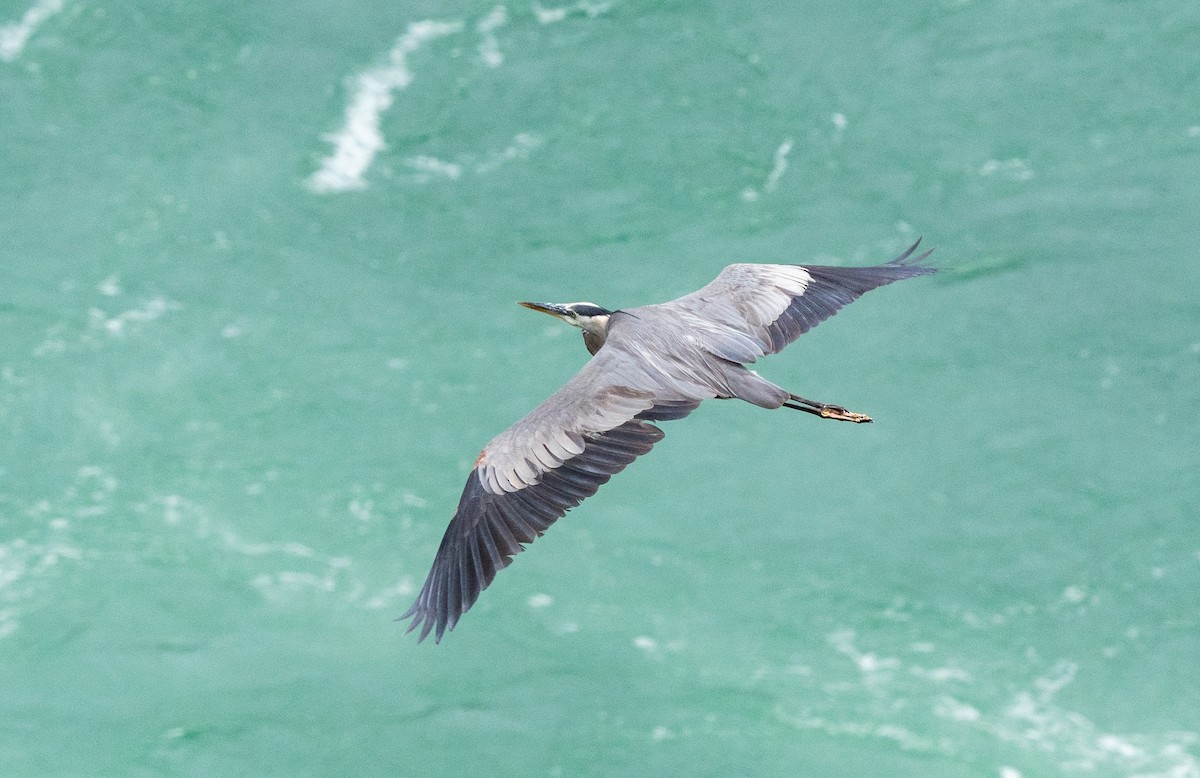 オオアオサギ - ML644517440