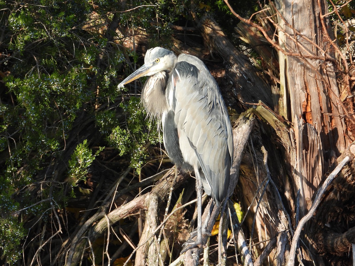 Great Blue Heron - ML644517446