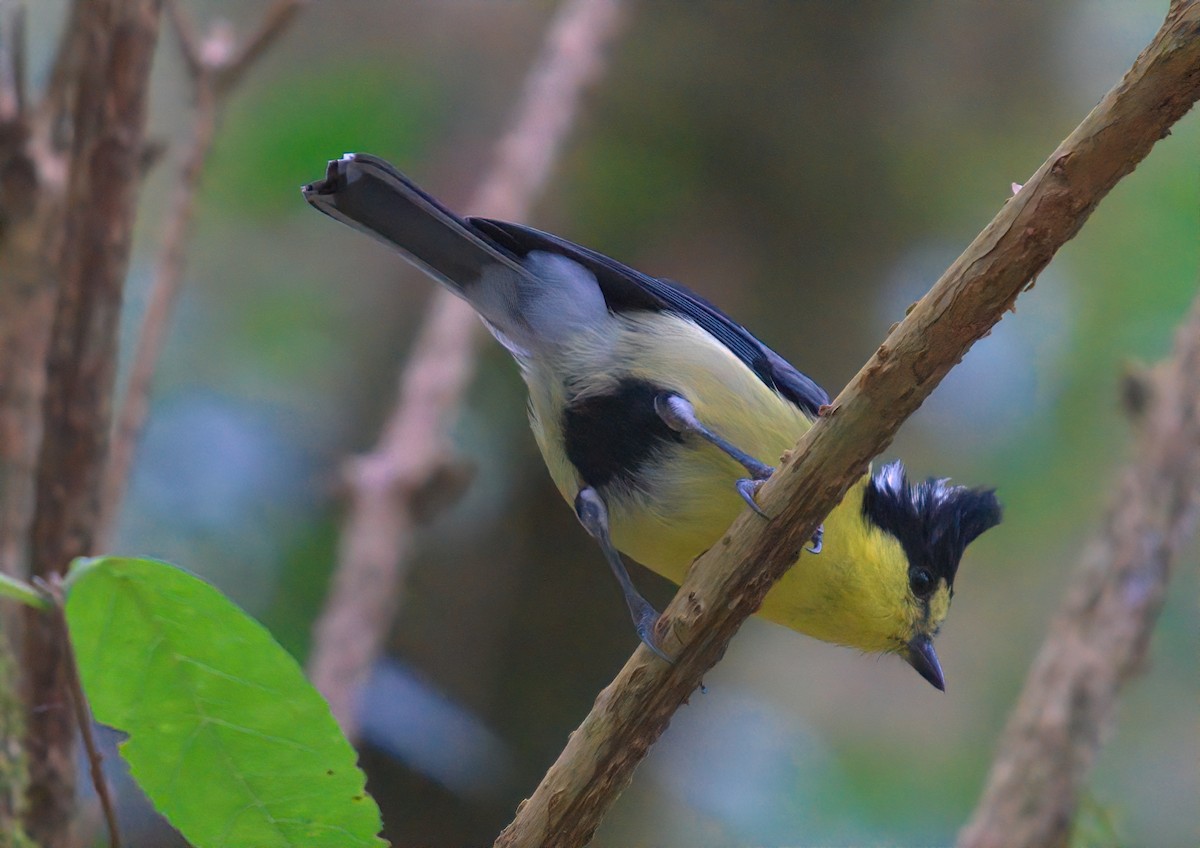 Taiwan Yellow Tit - ML644517449
