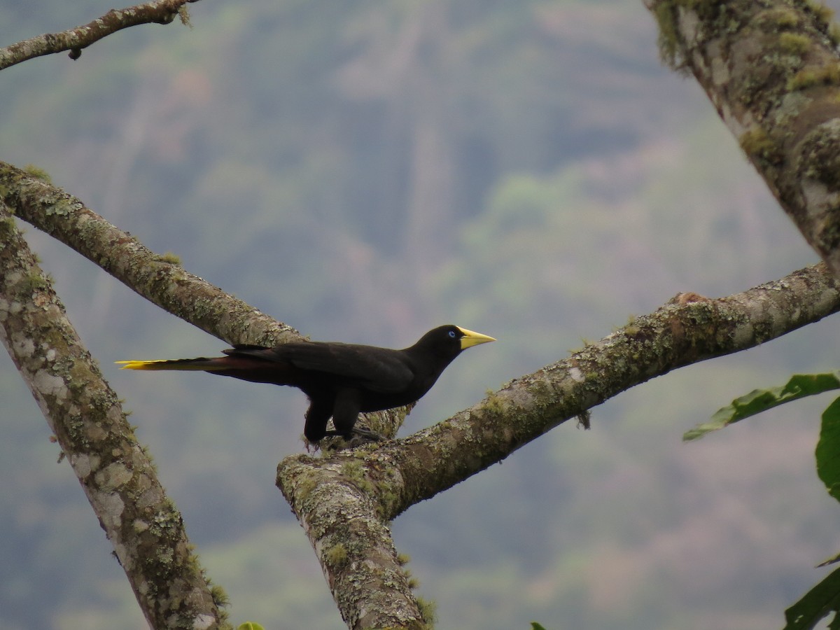 カンムリオオツリスドリ - ML644517453
