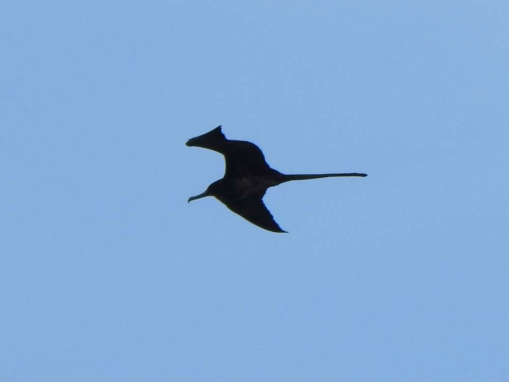 Magnificent Frigatebird - ML644517462