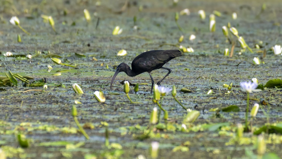 Glossy Ibis - ML644517463