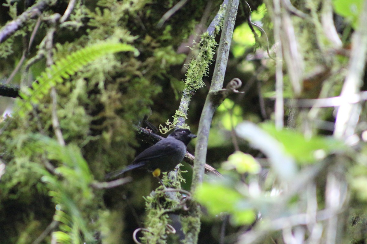 Заросляк коста-риканський - ML644517464