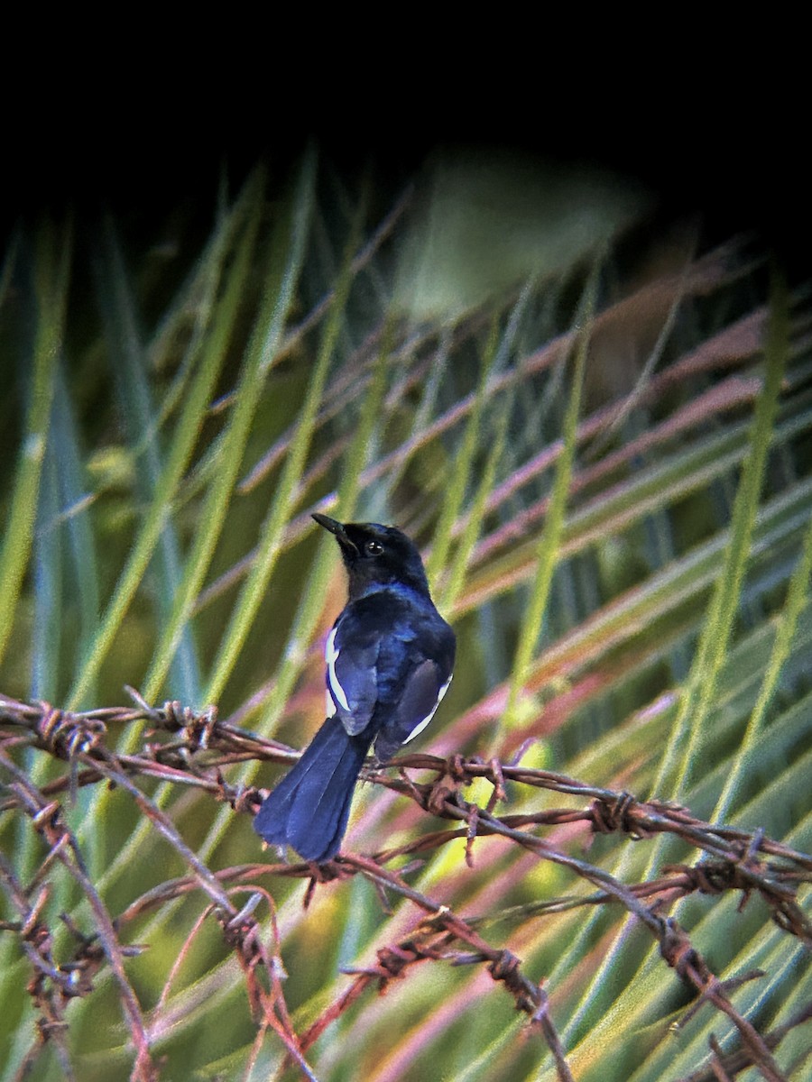 Philippine Magpie-Robin - ML644517465