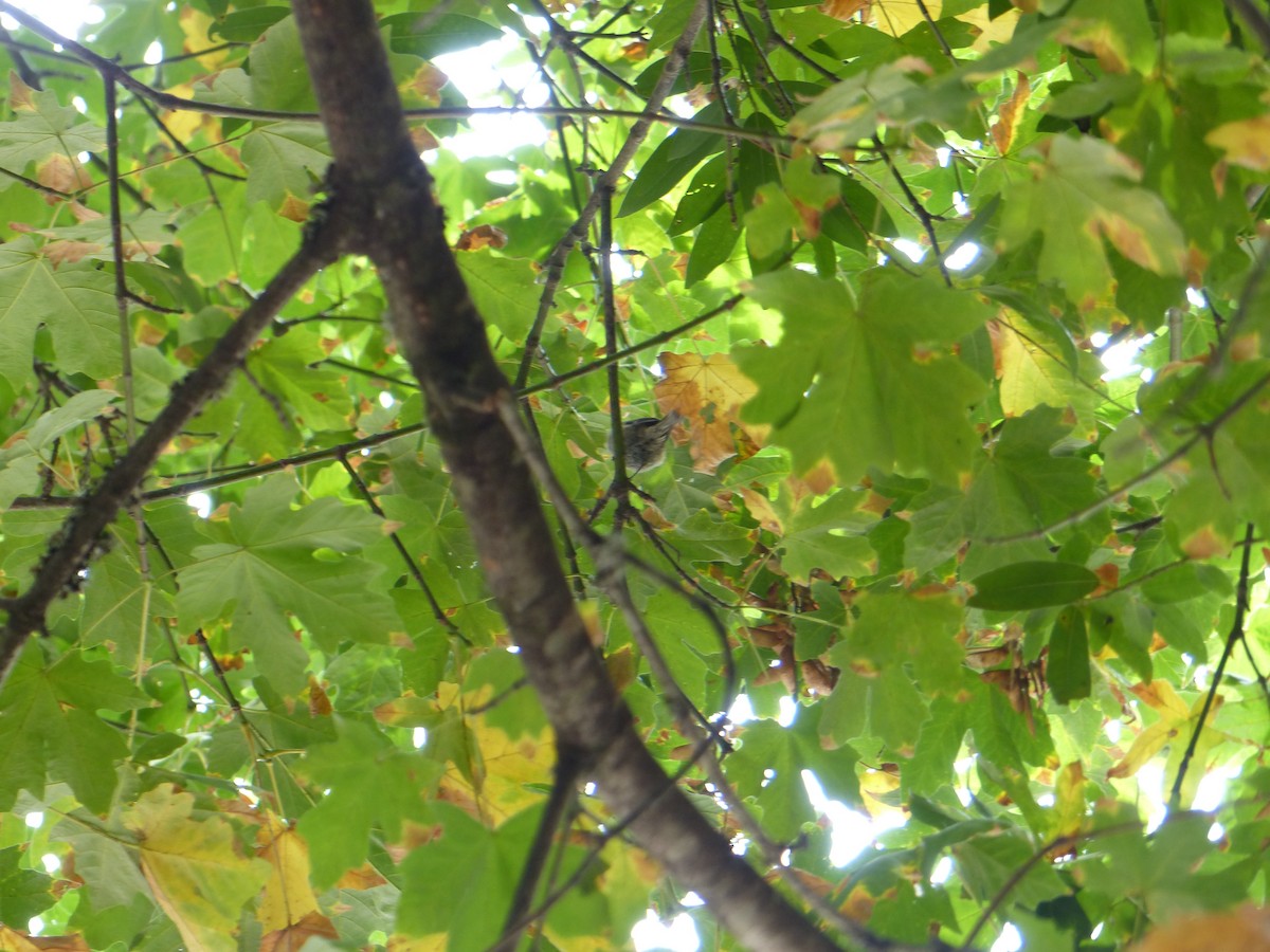 Chestnut-backed Chickadee - ML644517466