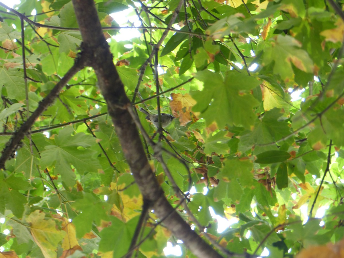 Chestnut-backed Chickadee - ML644517467
