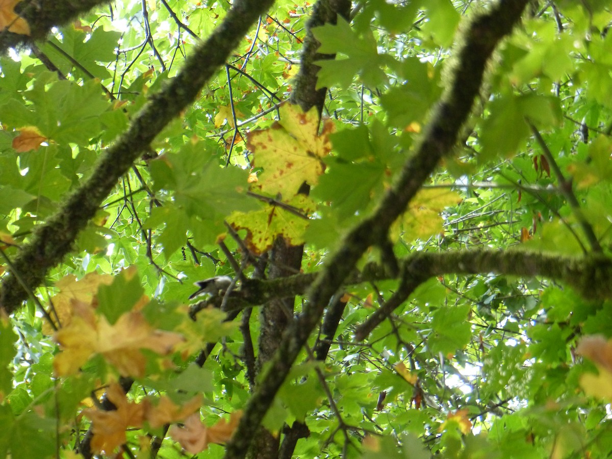 Chestnut-backed Chickadee - ML644517468