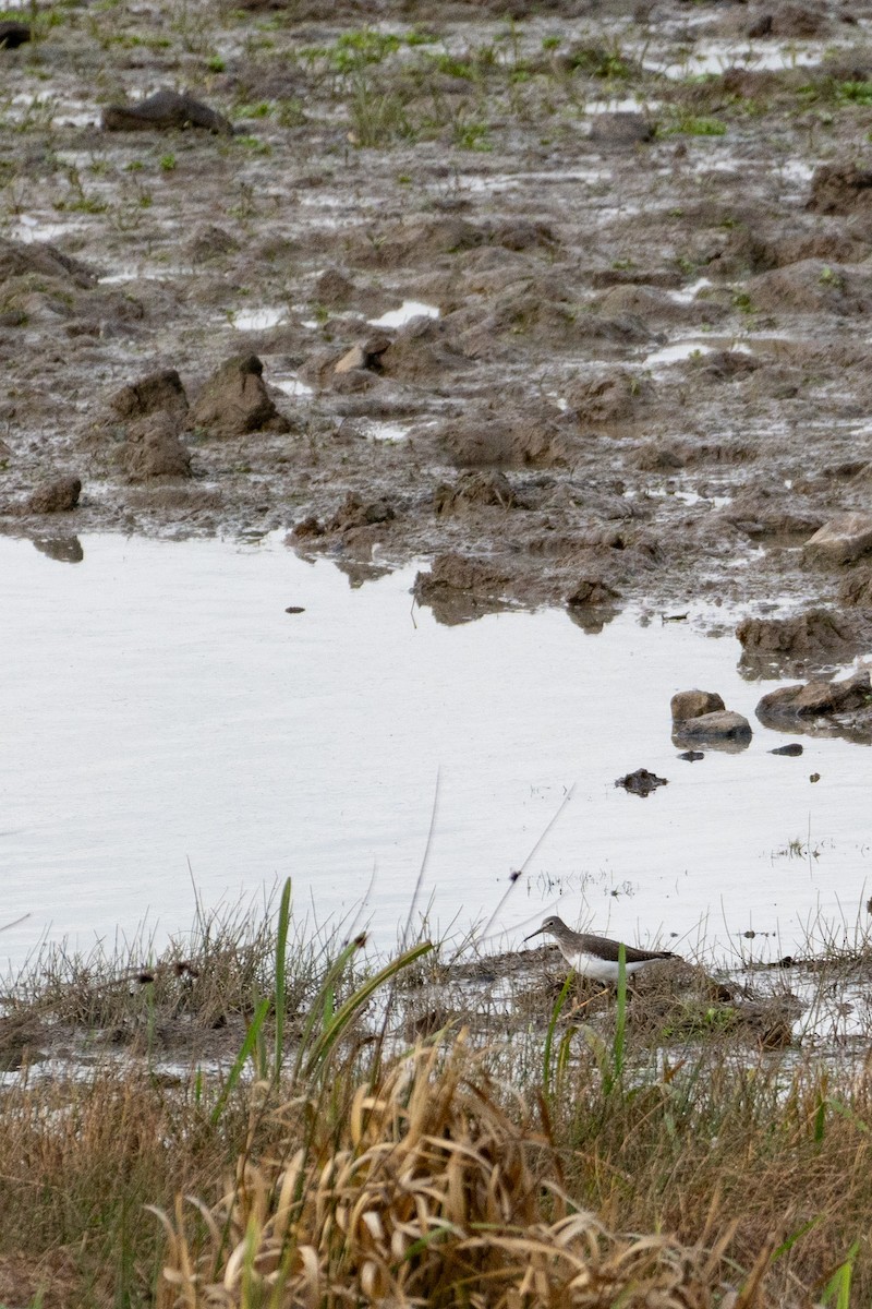 Green Sandpiper - ML644517469