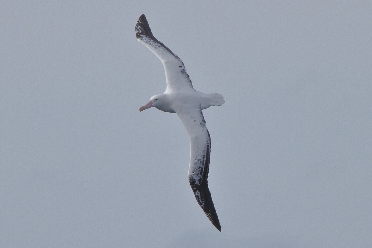 Snowy Albatross - ML644517475