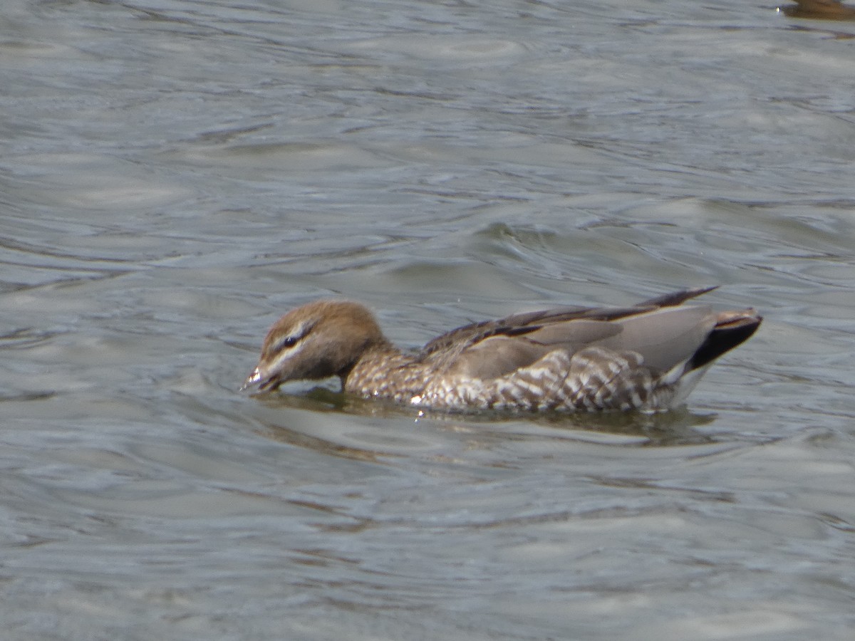 Canard à crinière - ML644517482