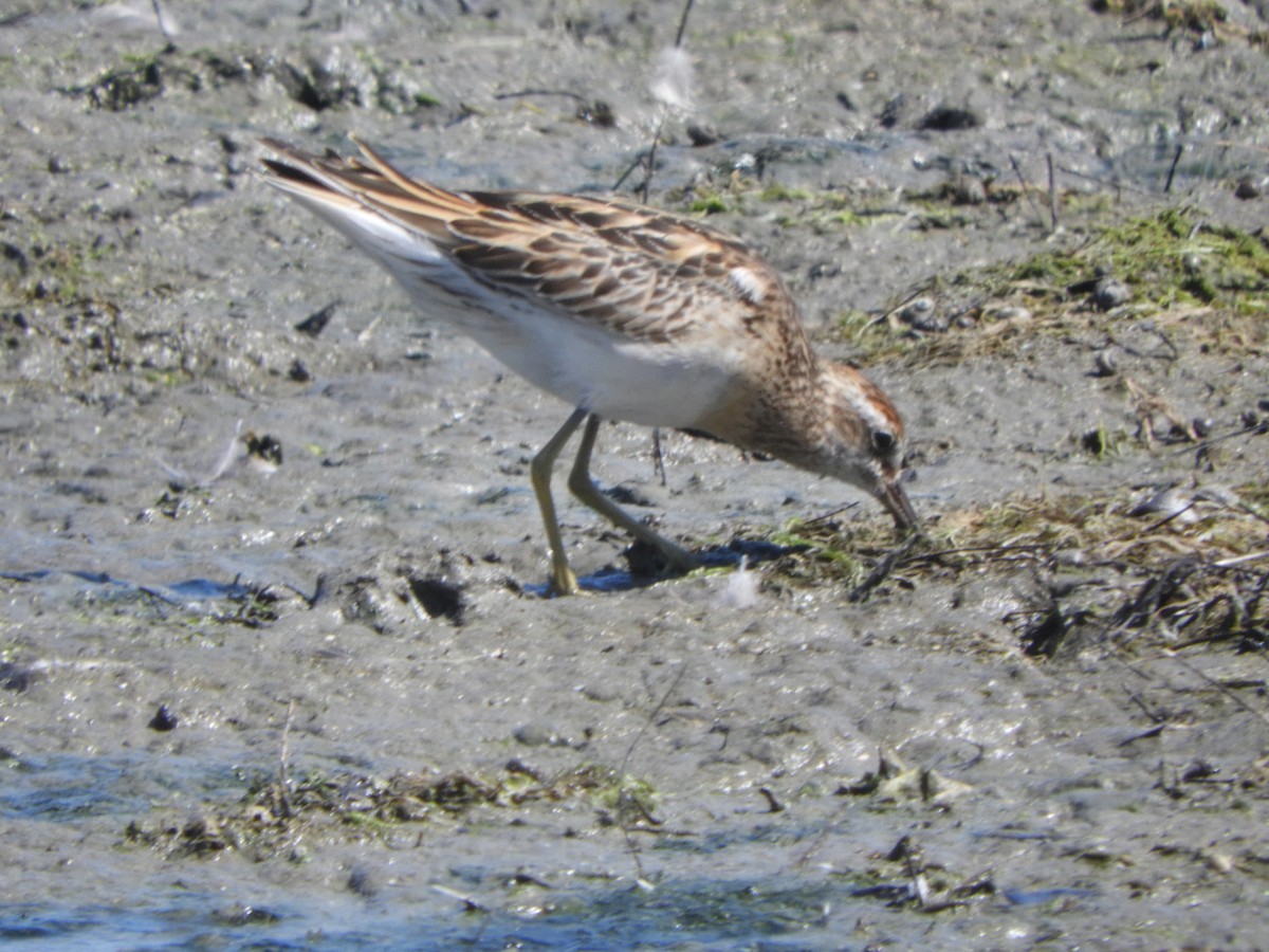 Сүүл элсэг - ML644517485