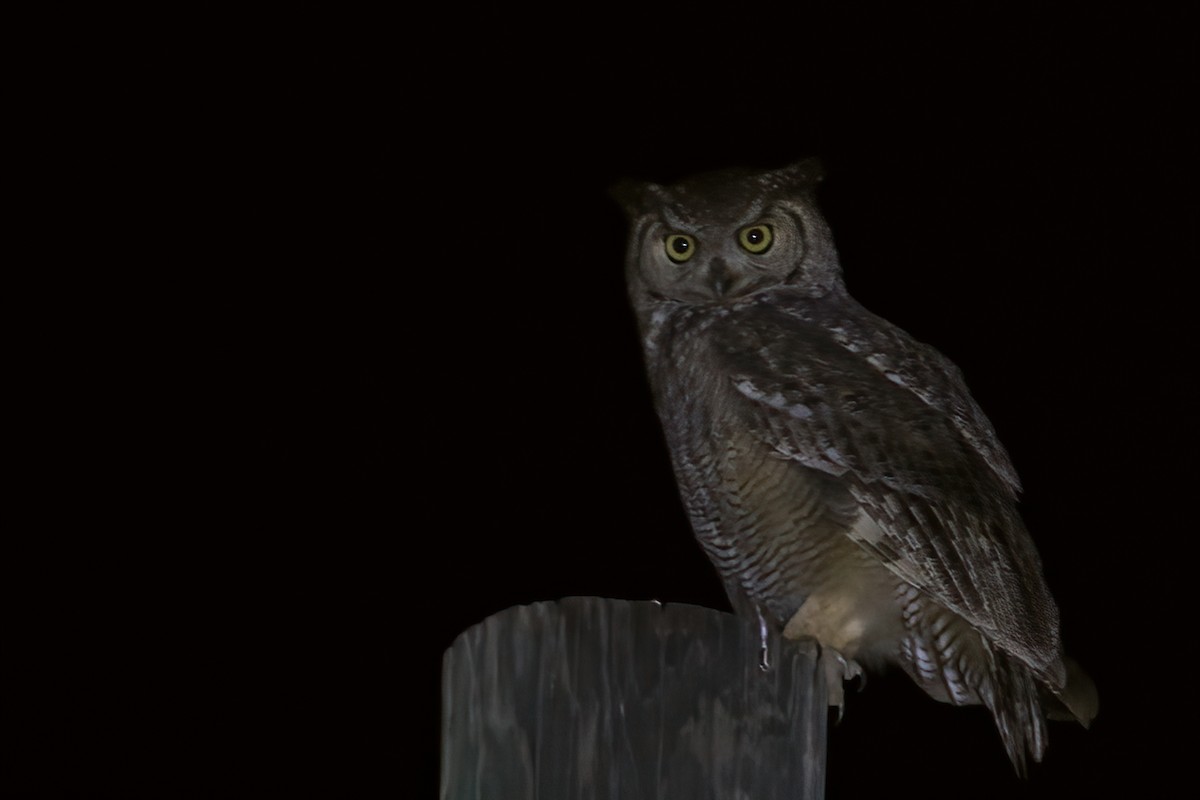 אוח ערבי - ML644517486