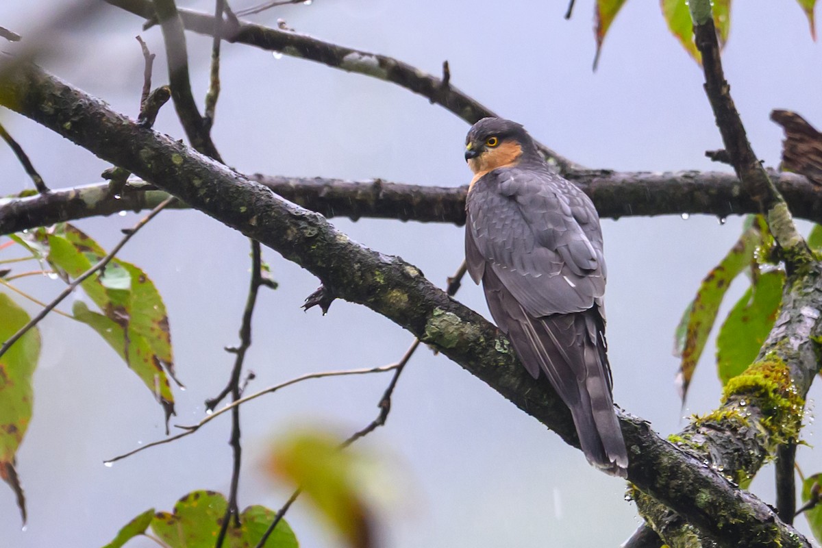 ハイタカ - ML644517489