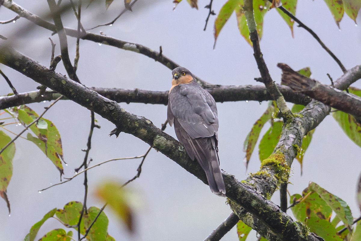 ハイタカ - ML644517490