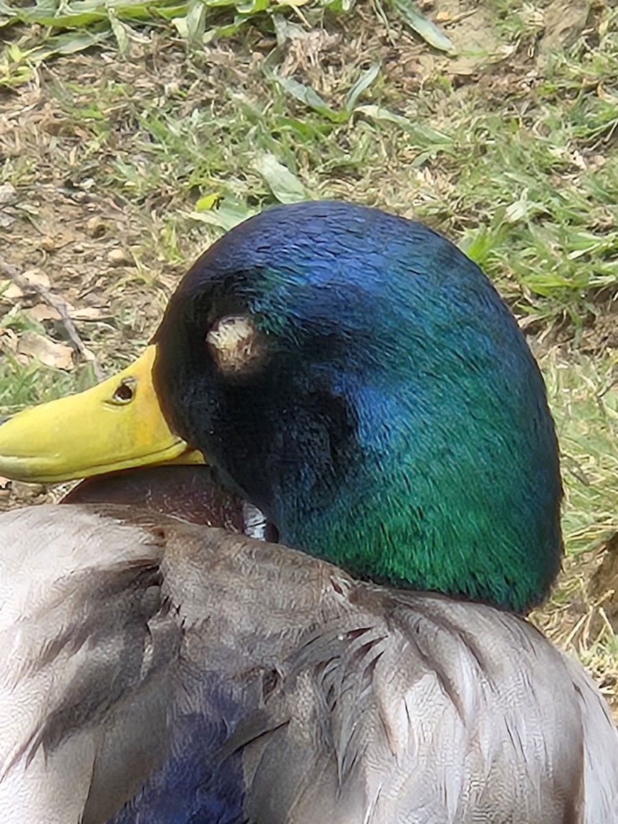 Mallard - ML644517496