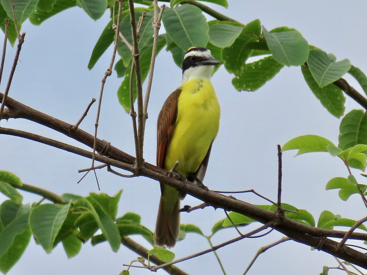 storkiskadi - ML644517498