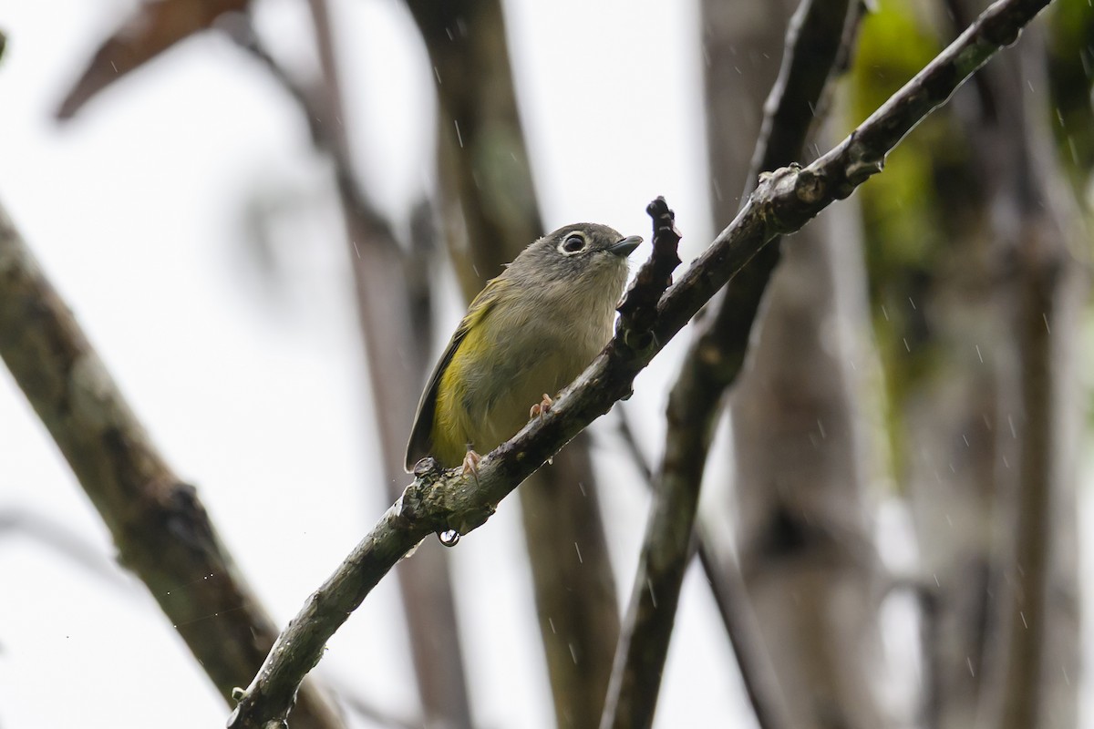 ミドリモズチメドリ - ML644517508