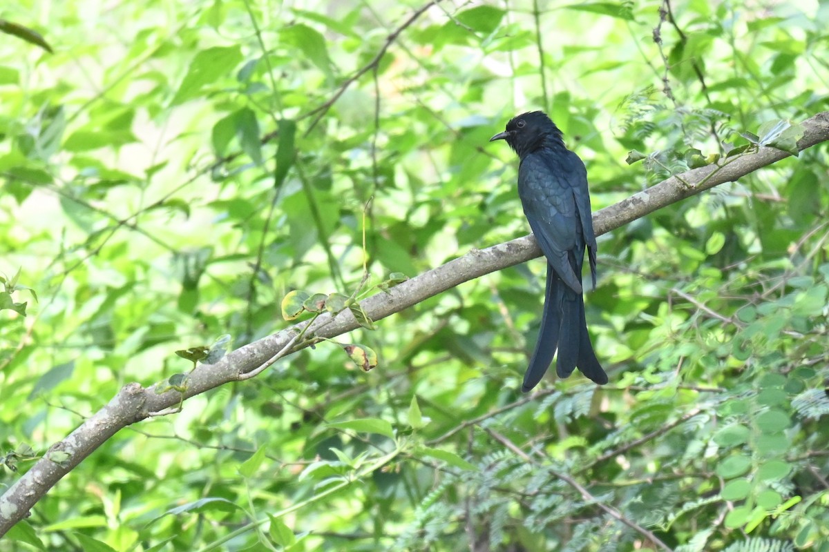 Fork-tailed Drongo-Cuckoo - ML644517517
