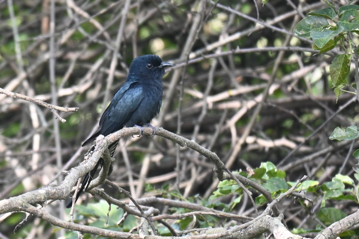 Fork-tailed Drongo-Cuckoo - ML644517518