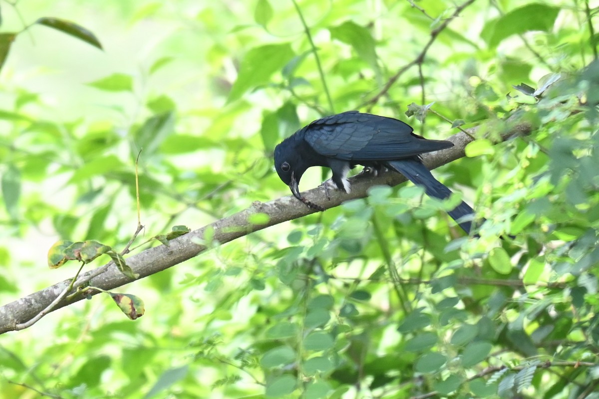 Fork-tailed Drongo-Cuckoo - ML644517519