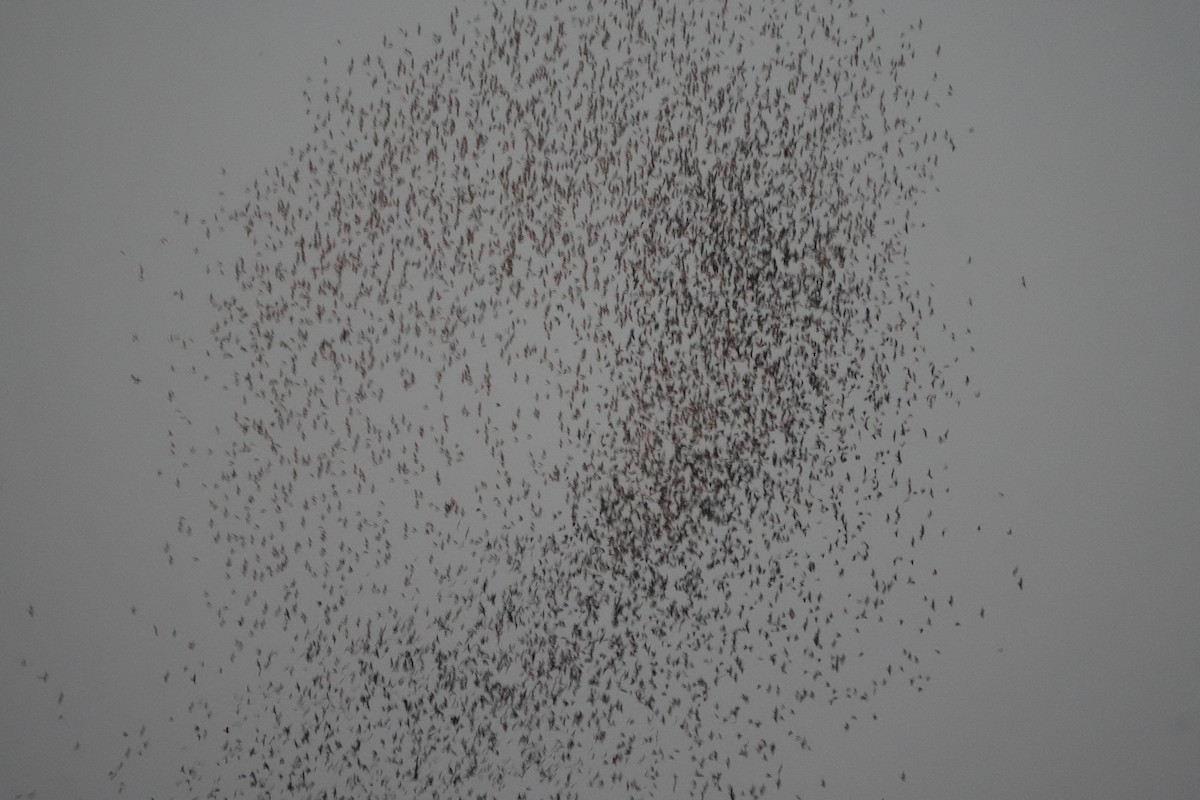 Purpurgrackel - ML644517520