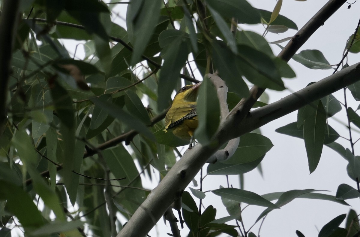 Black-naped Oriole - ML644517528