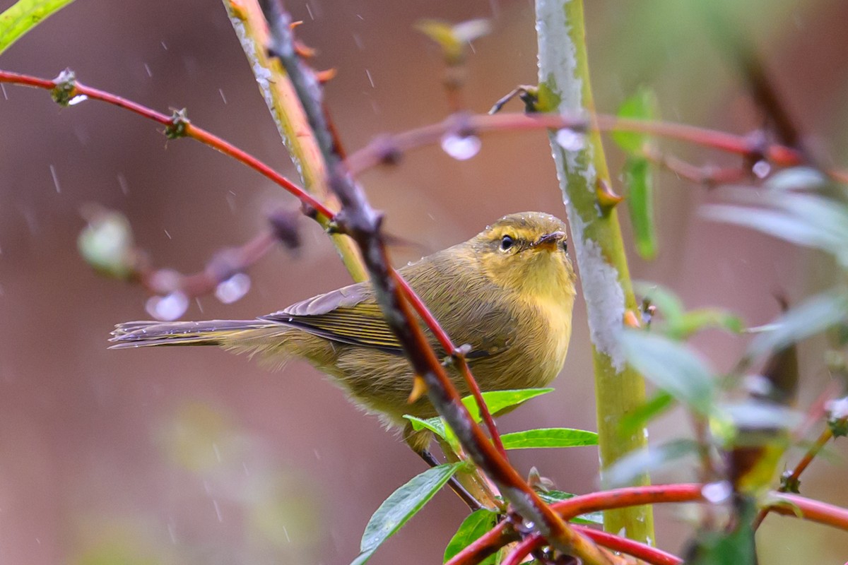 バフイロムシクイ - ML644517529