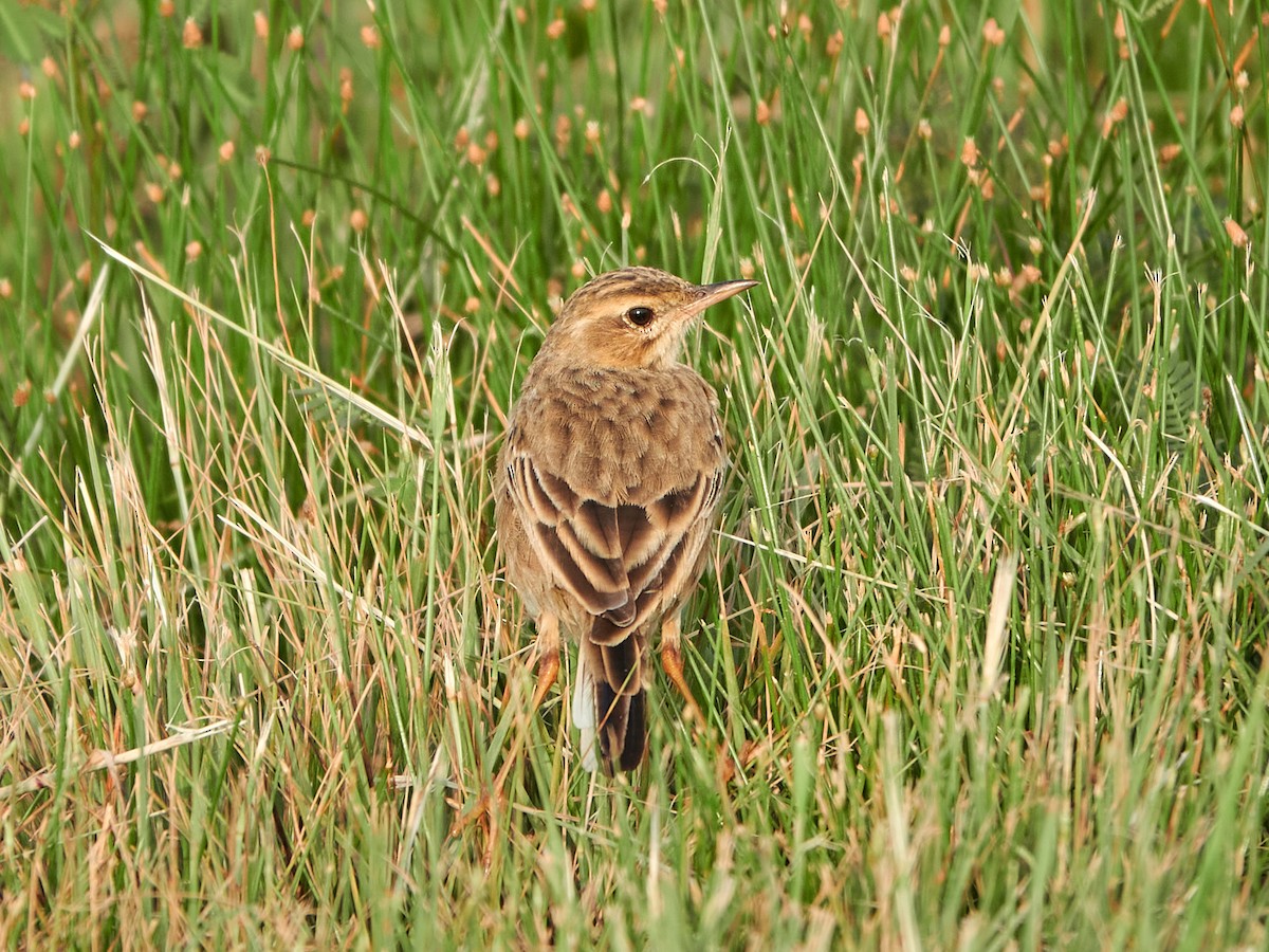 Bisbita Oriental - ML644517537