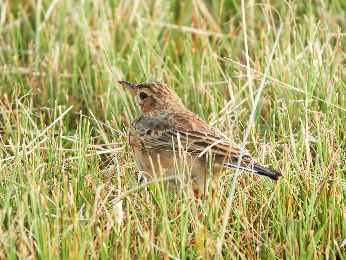 Bisbita Oriental - ML644517538