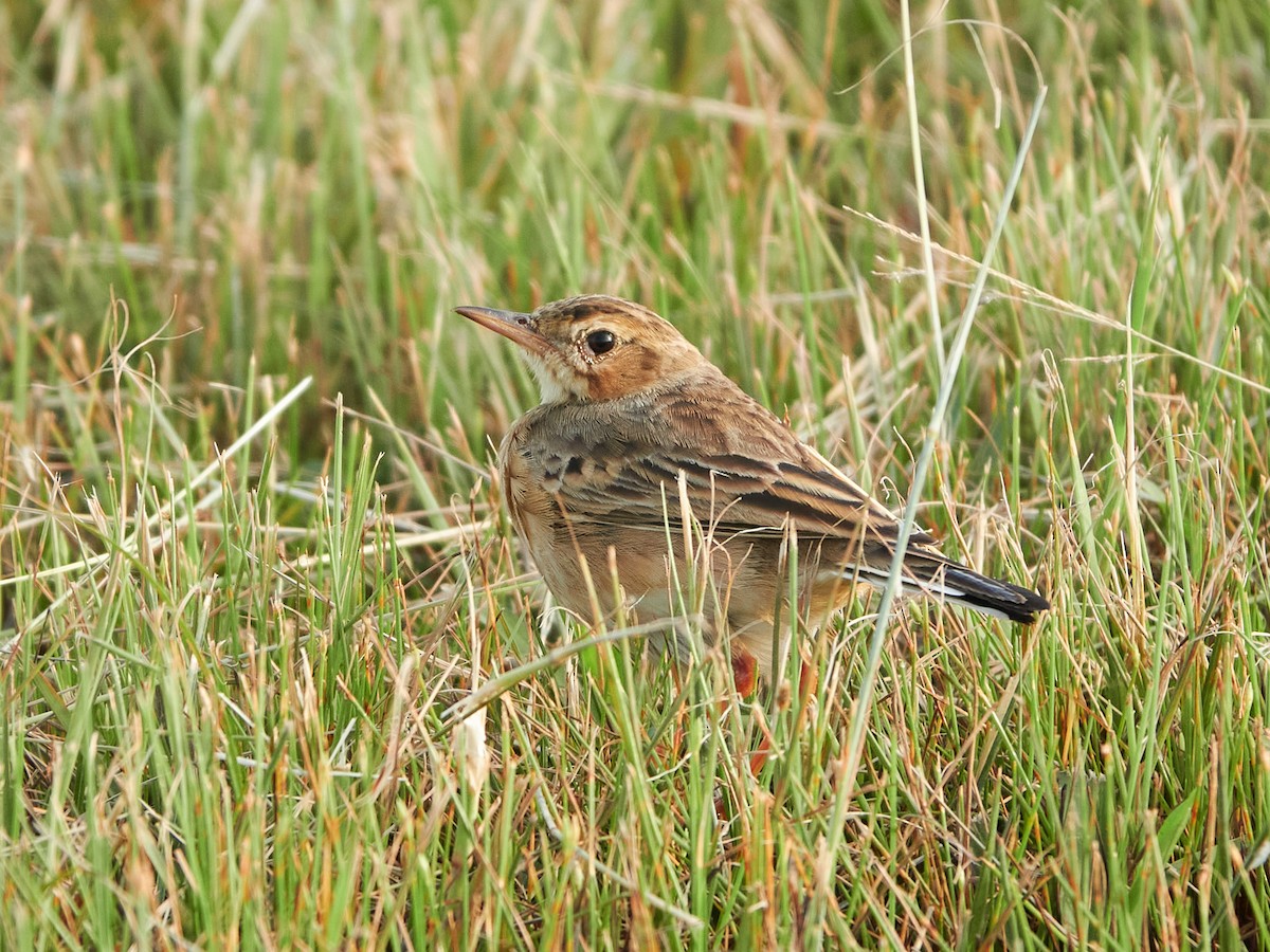 Bisbita Oriental - ML644517539