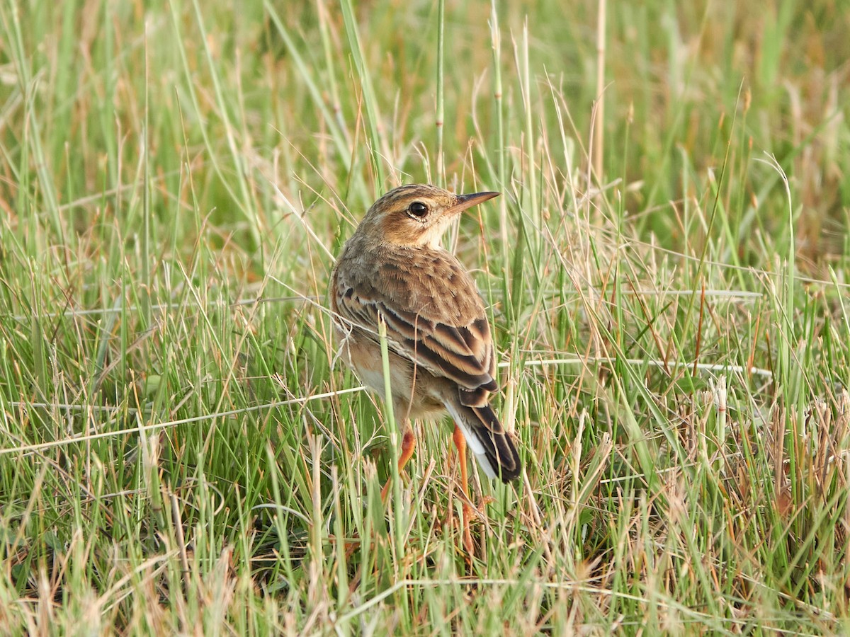 Bisbita Oriental - ML644517540